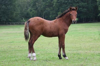 Hollybrooke Thyme